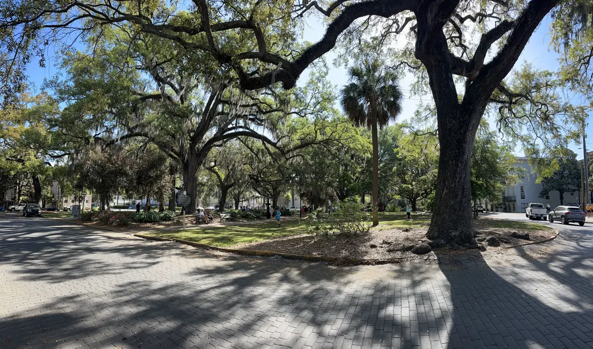 Live oaks in Lafayette Square, home of the Andrew Low House on the Ghosts and Gravestones Savannah GA ghost tour